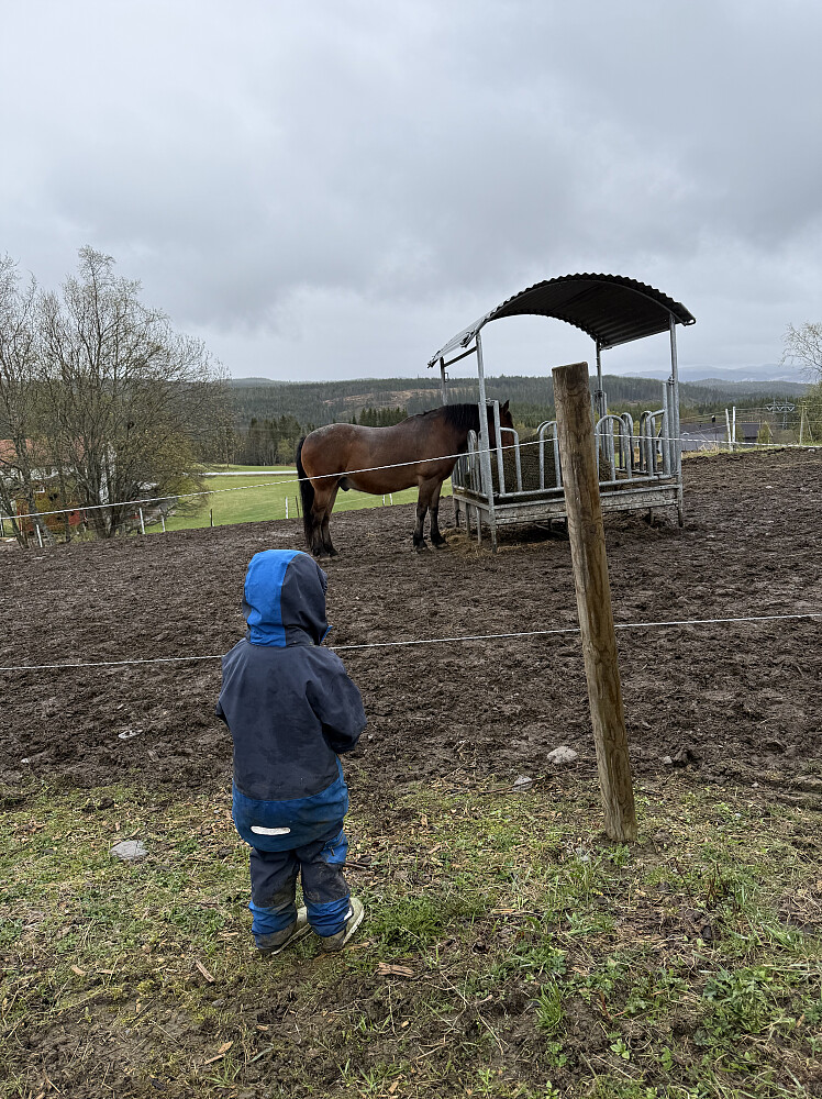 Mange flotte hester å se på