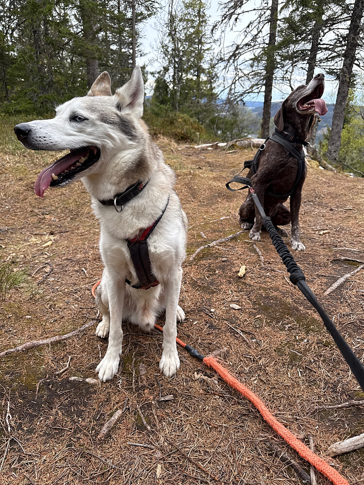 Gutta på topp