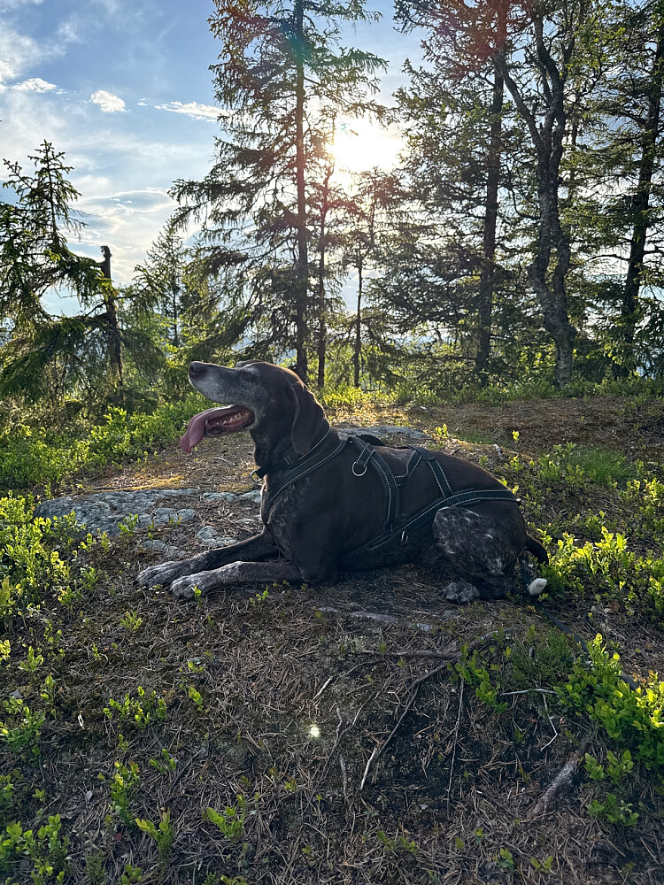Sommervær!