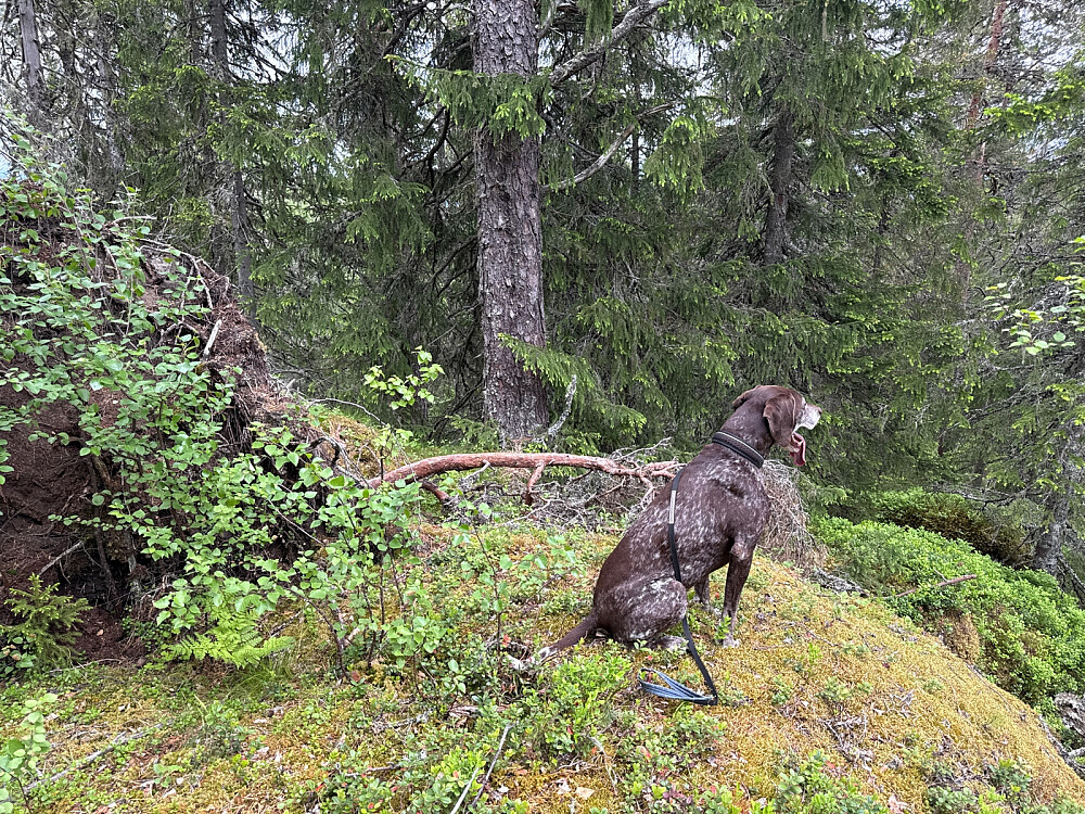 Toppen midt inne i skogen