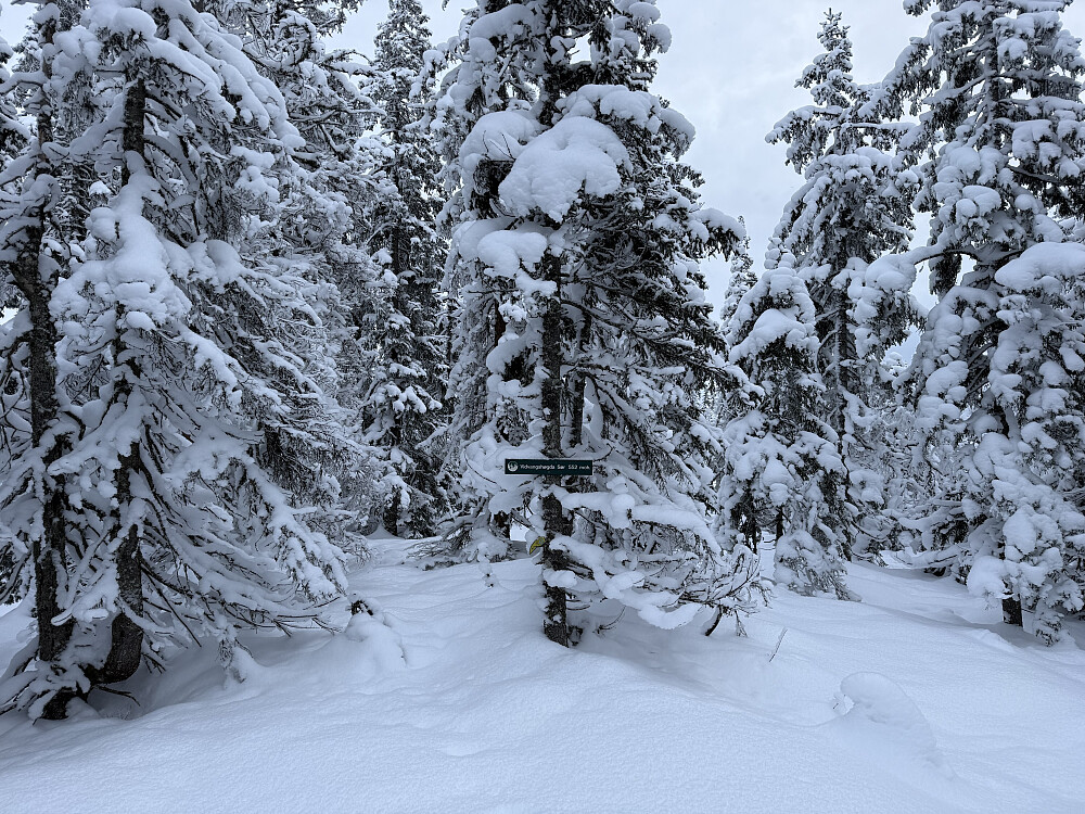 Vidvangshøgda Sør (552 m).
