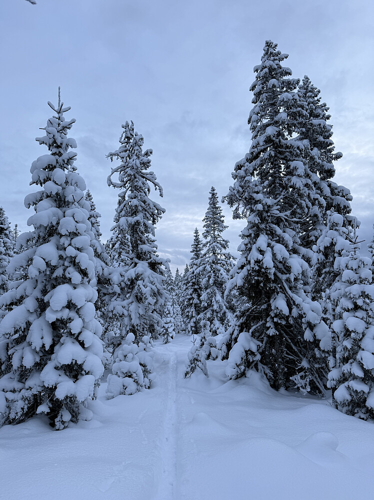 Vidvangshøgda (552 m).