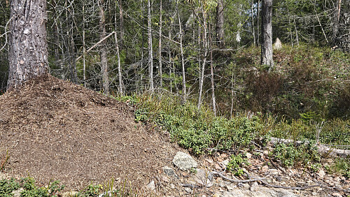 Dessverre ble det ingen byfornyelse for maurene. Vardesteinen satt jeg der den hører hjemme, til høyre i bakgrunnen