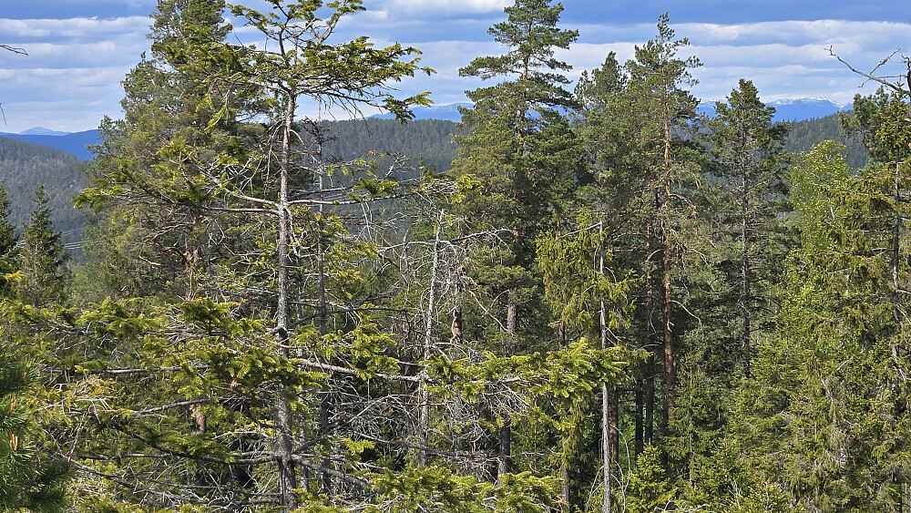 Mot fjella i syningom