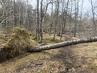 FjellEggen_20260506_69fb8dd17209c.jpeg