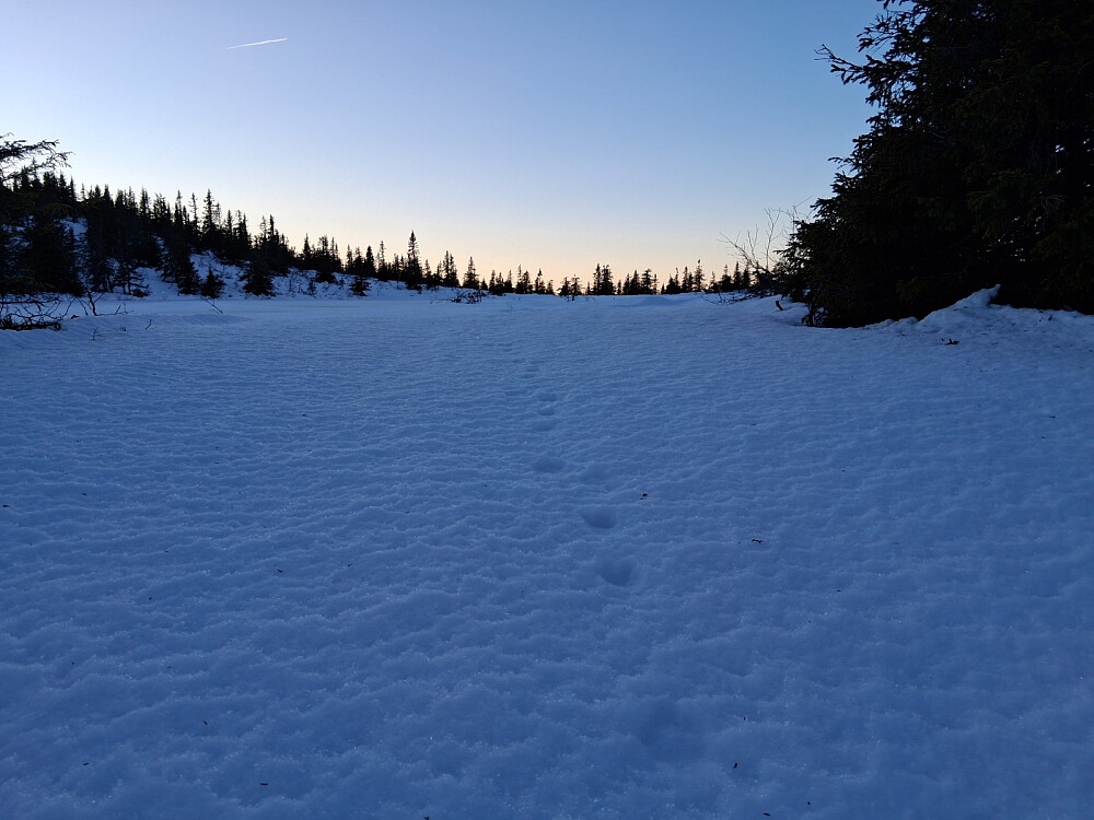 Harespor retning Pålstjernet