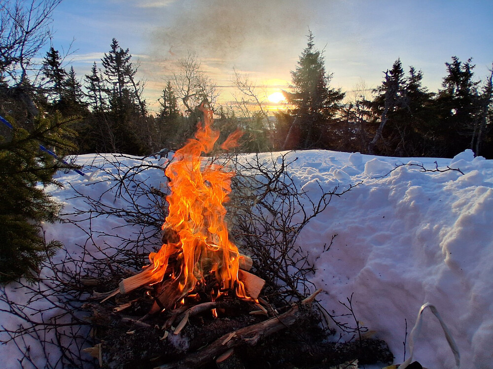 Kafferast i den fine, gamle skogen ved Glesåtjønnene