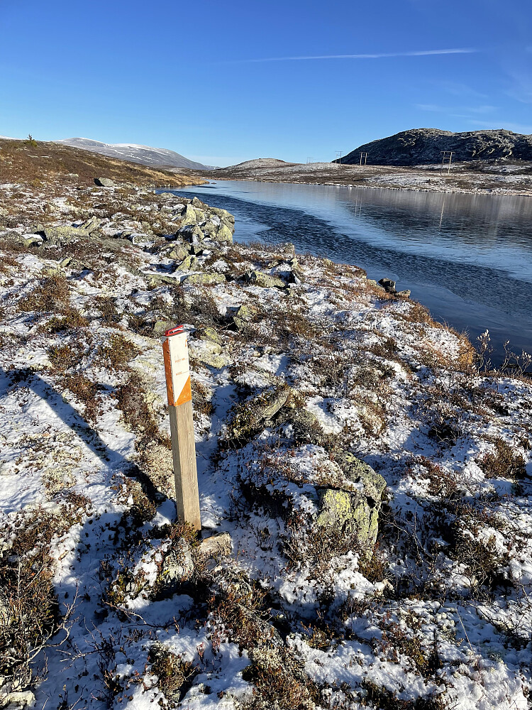 Fjellgeitpost ved Søre Teppingstjønne.