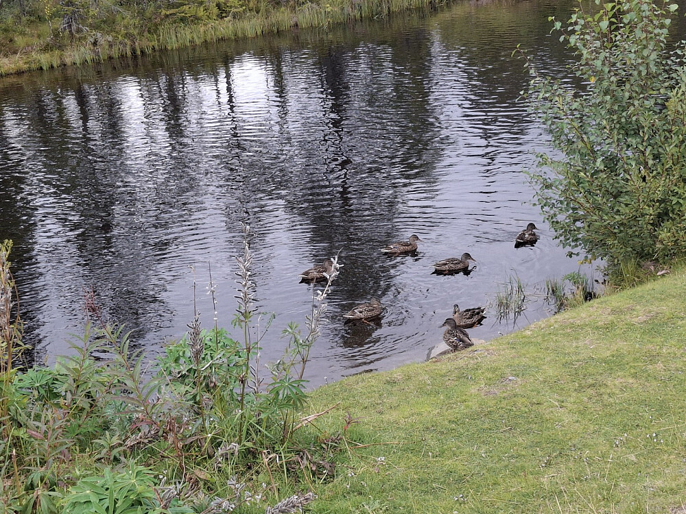 Ved Kroken