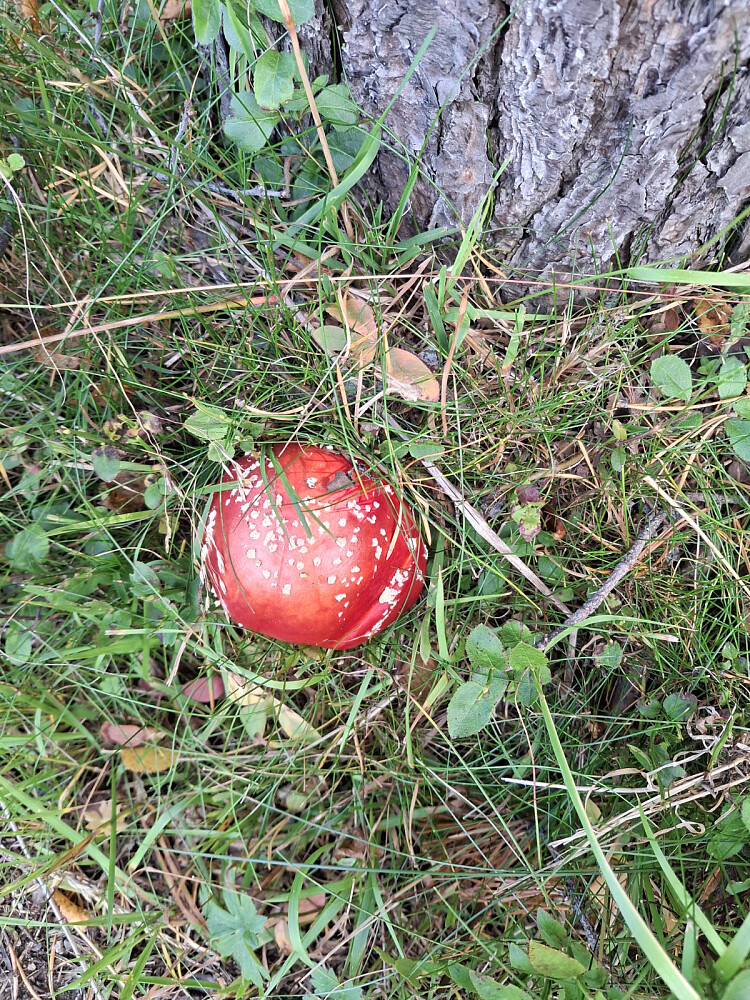 Rød fluesopp