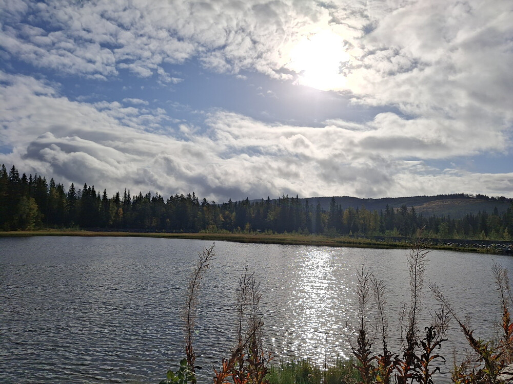 Krokflø