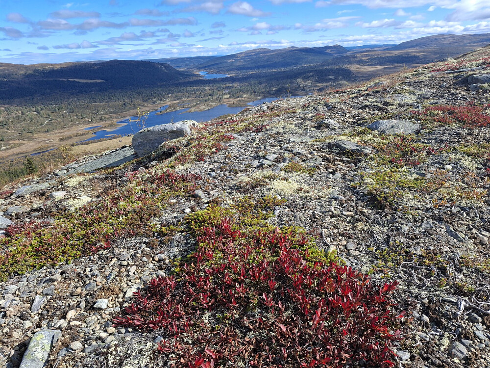 Rypebærlyngen lyste opp