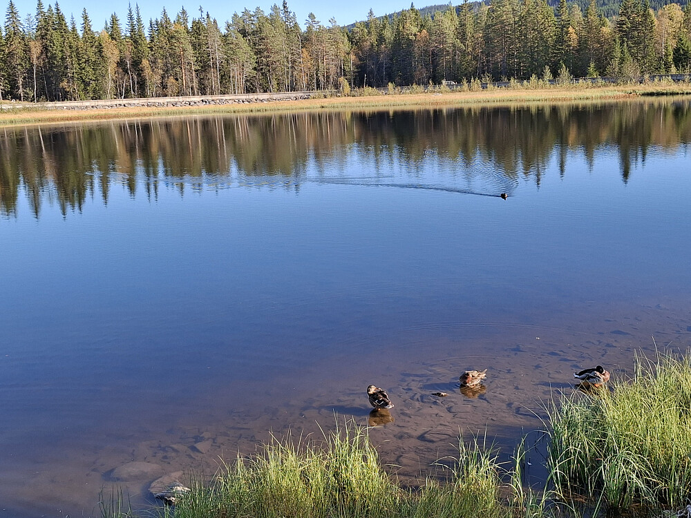 Ved Krokflø