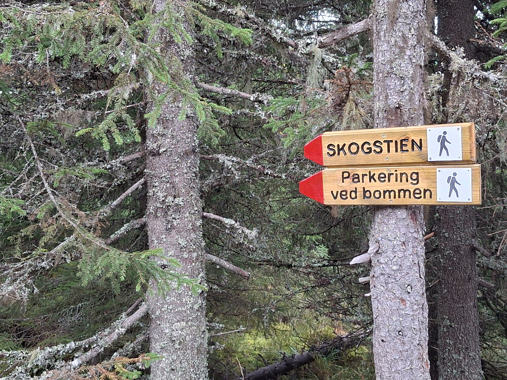 Gikk Skogstien ned