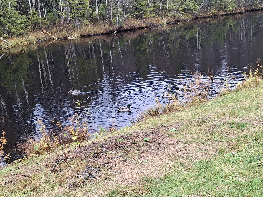 Ved Kanalen