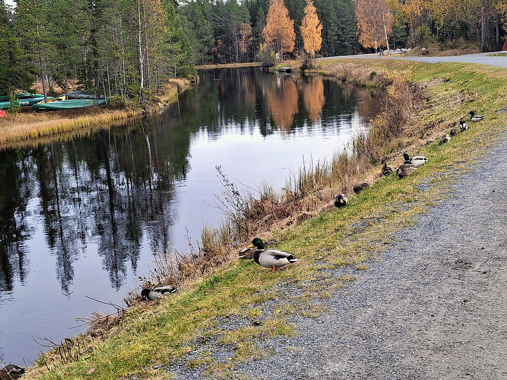 Stokkender ved Kanalen