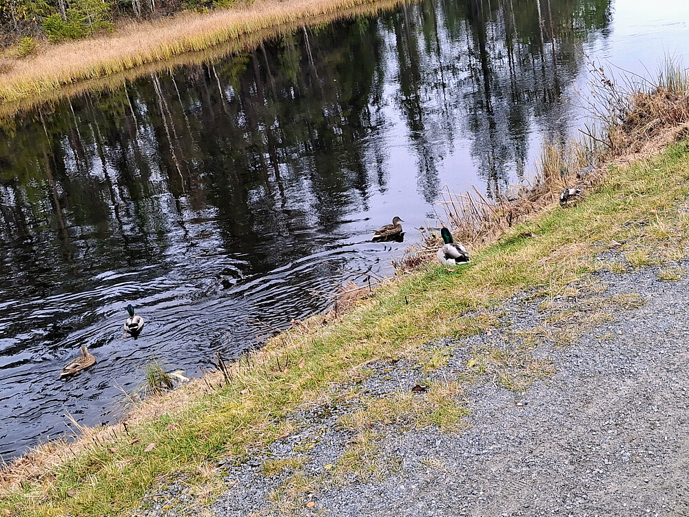Stokkender ved Kanalen