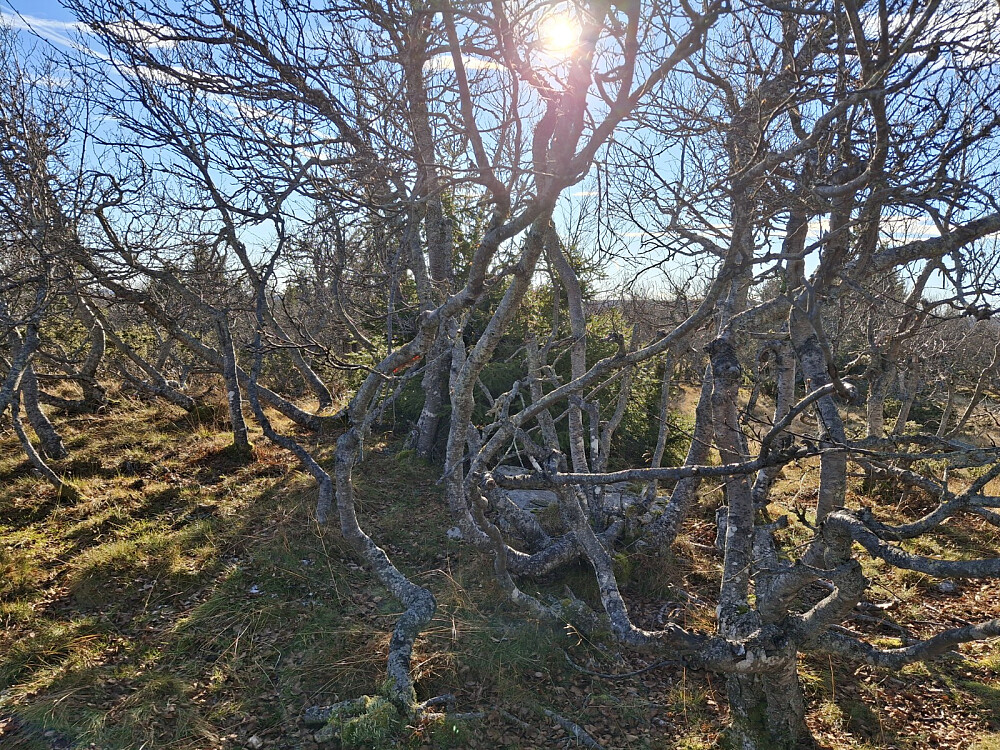 På Storlia