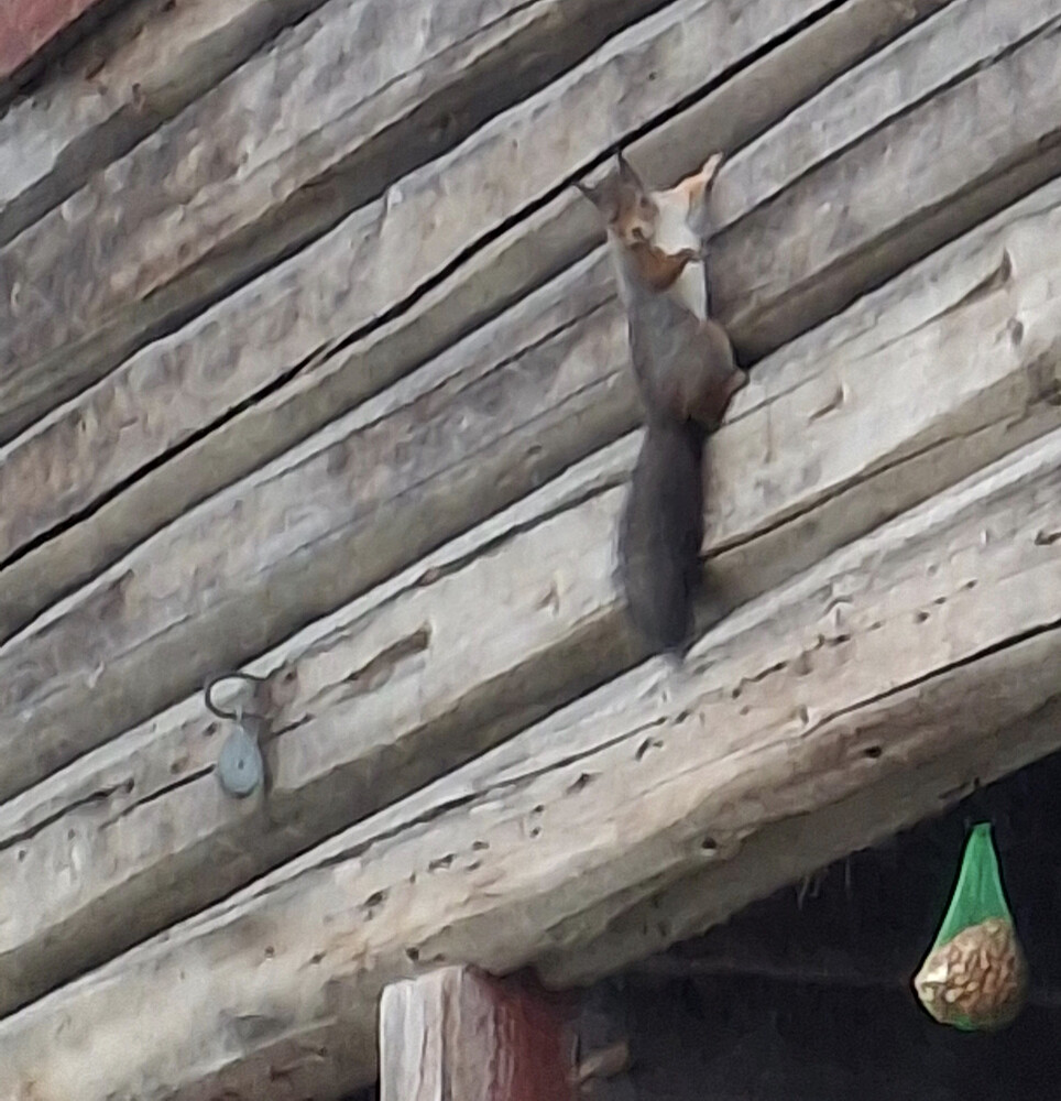 Ekorn på stabbursveggen på Nygaard