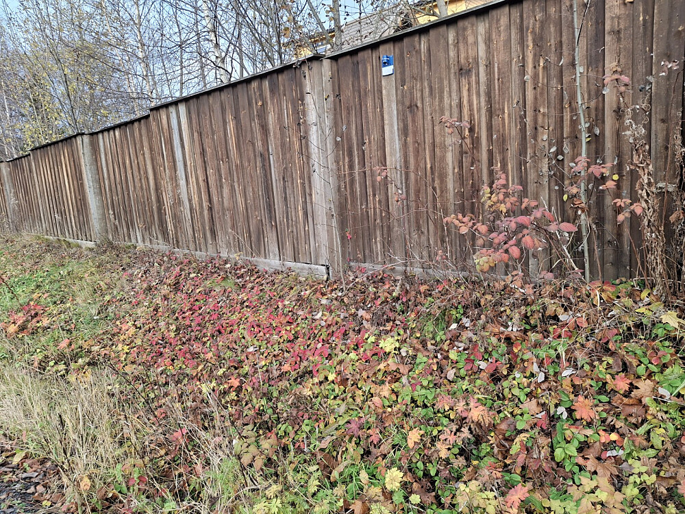 Høstfarger i vegkanten