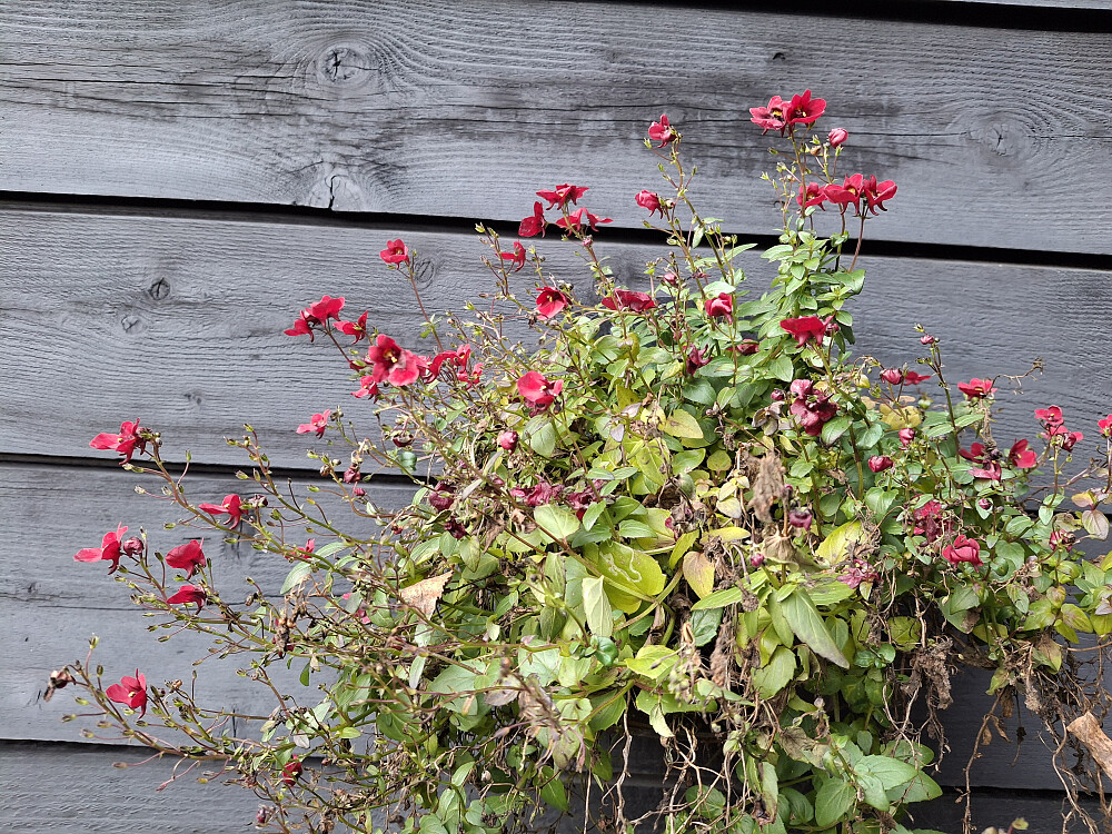 Noen sommerblomster er standhaftige