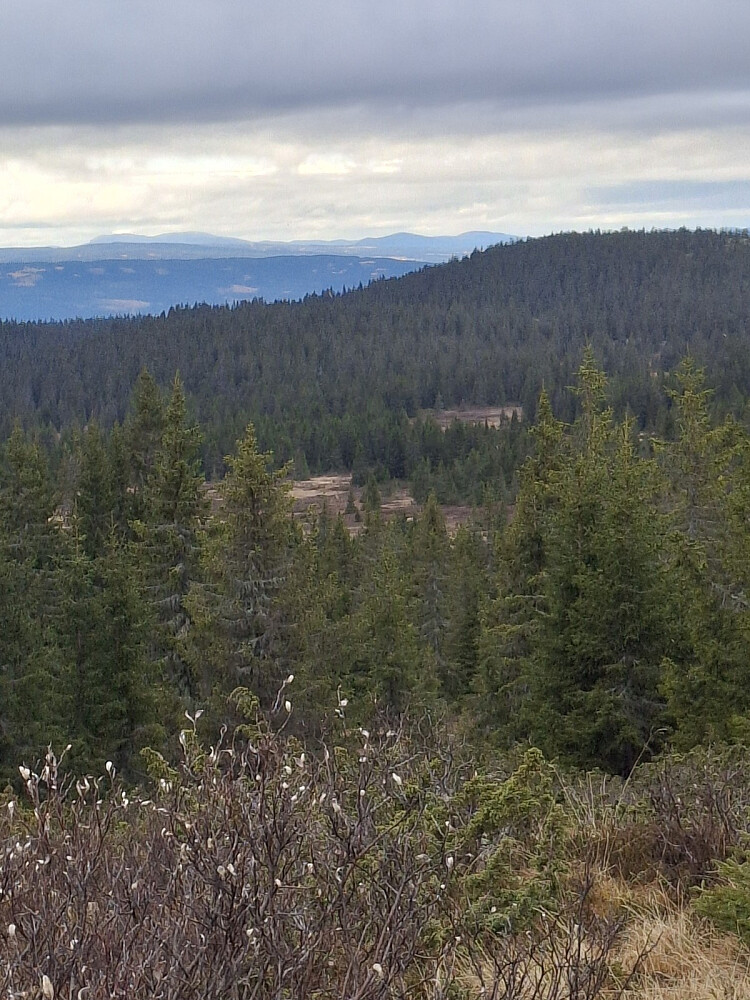 Mot Gausdal Vestfjell