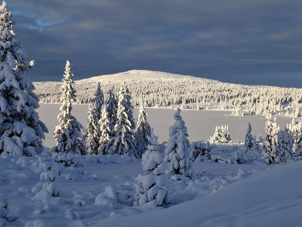 Mot Nevelfjell, fra Reinavegen