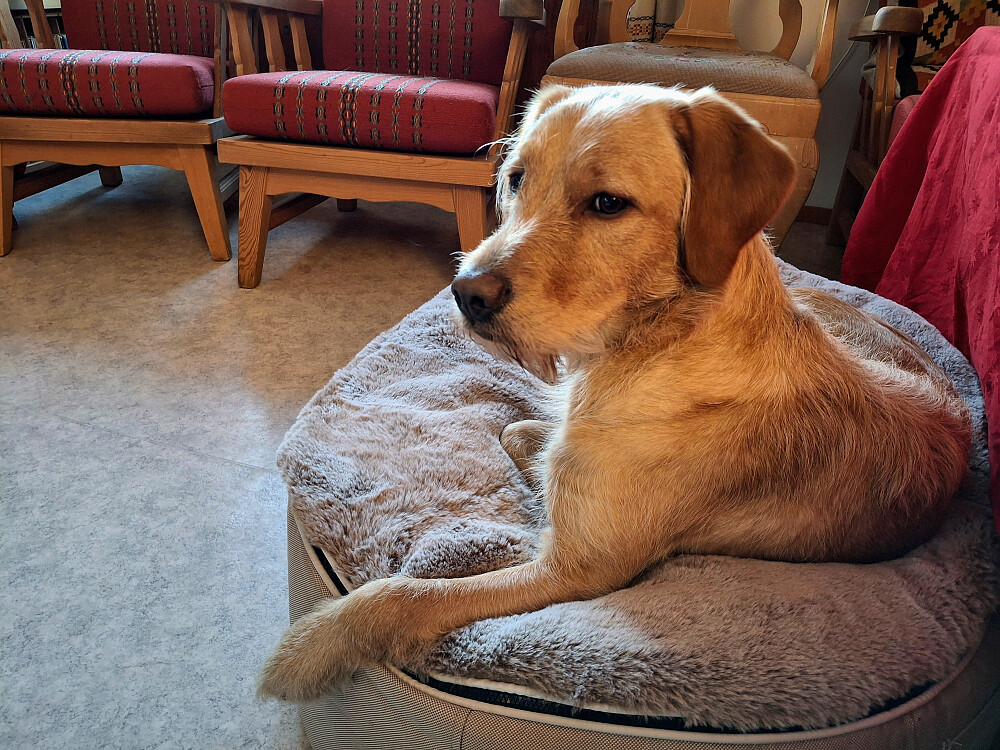 Lucy på senga jeg tok med under armen