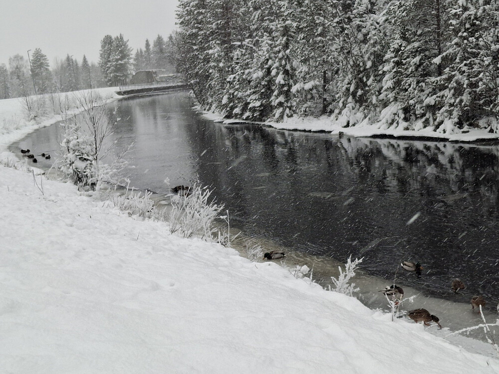 Stokkender i Kanalen, det begynner å snø