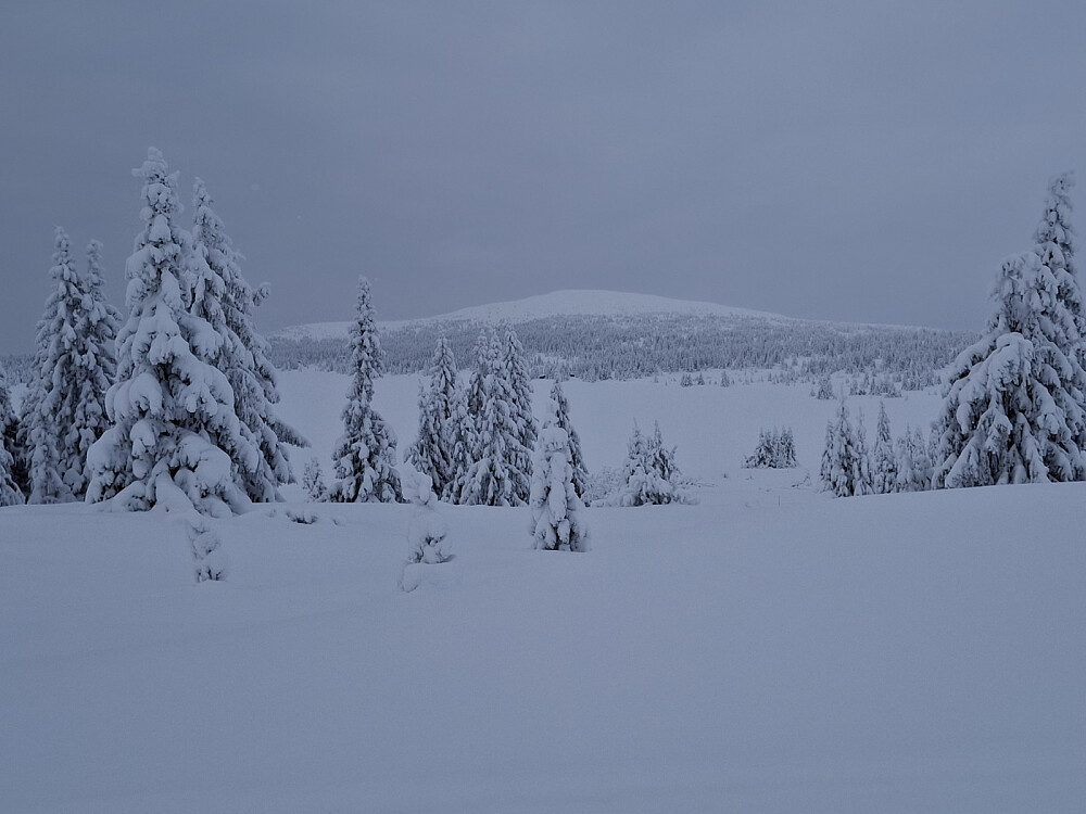 Nevelfjell fra Reinavegen