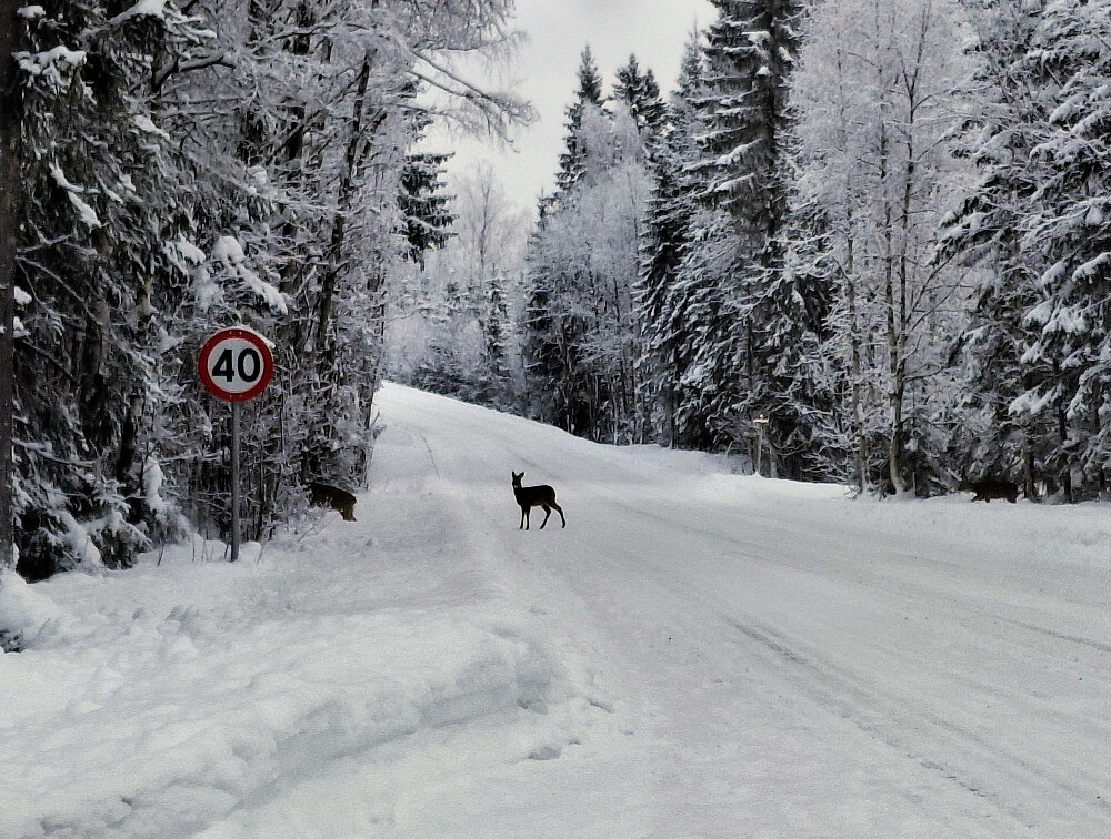 Skulle svinge ut på Kantvegen, ble litt sein, så den første hoppet ut i grøfta