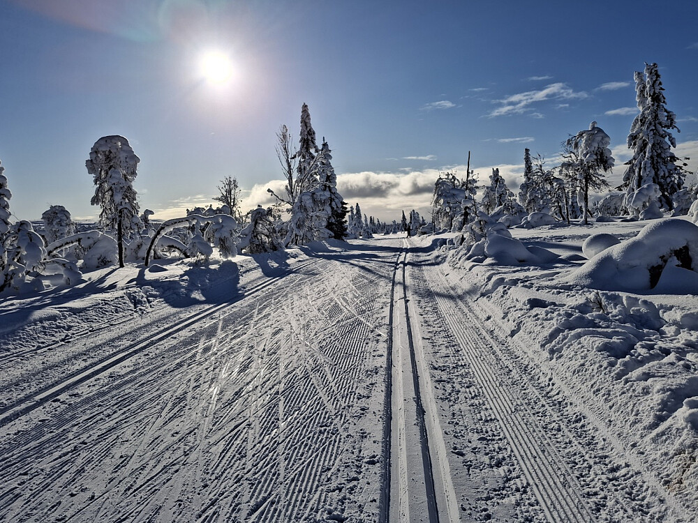 Mellom Kuåsen og Kuåsen sør, fantastiske trær