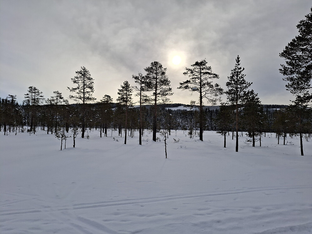 På myrene mot Mesnasaga