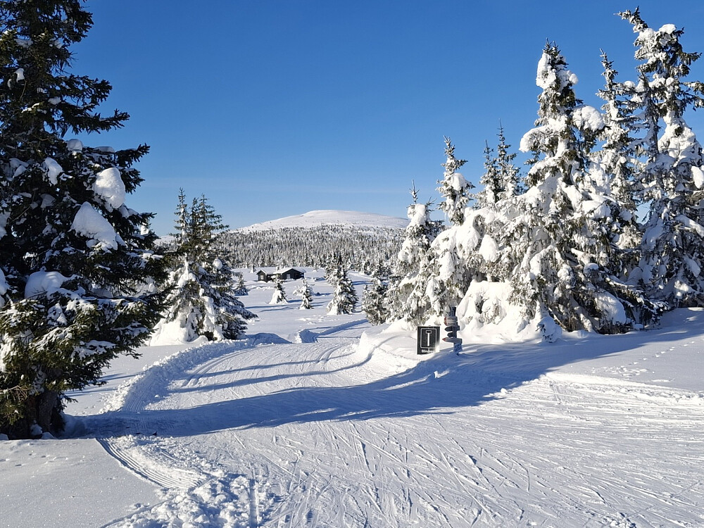 På Nevelåsen, tok løypa mot Pellestova her