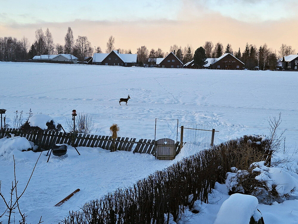 Oppdaget et rådyr på jordet ved morgenkaffen