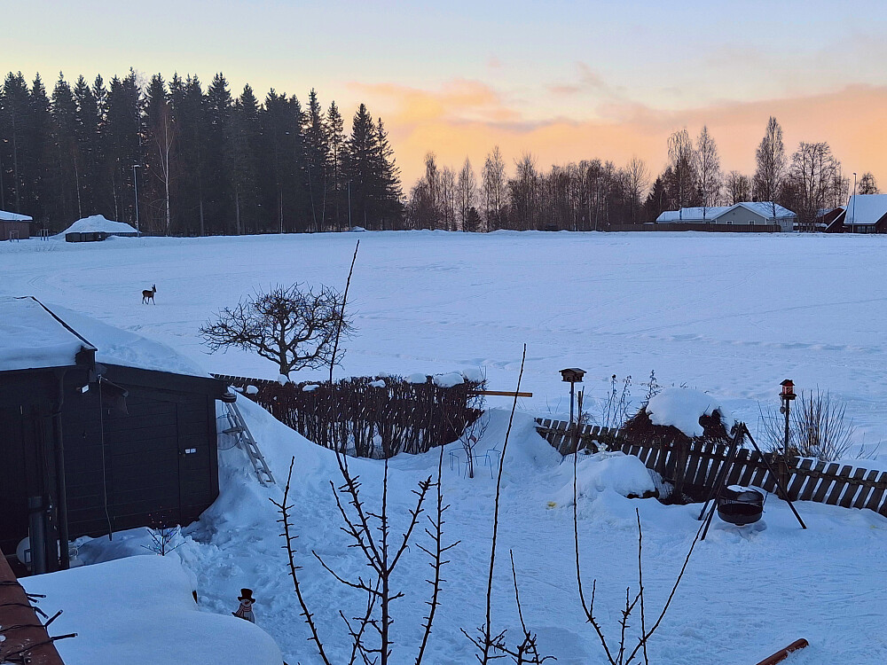 Oppdaget et rådyr på jordet ved morgenkaffen