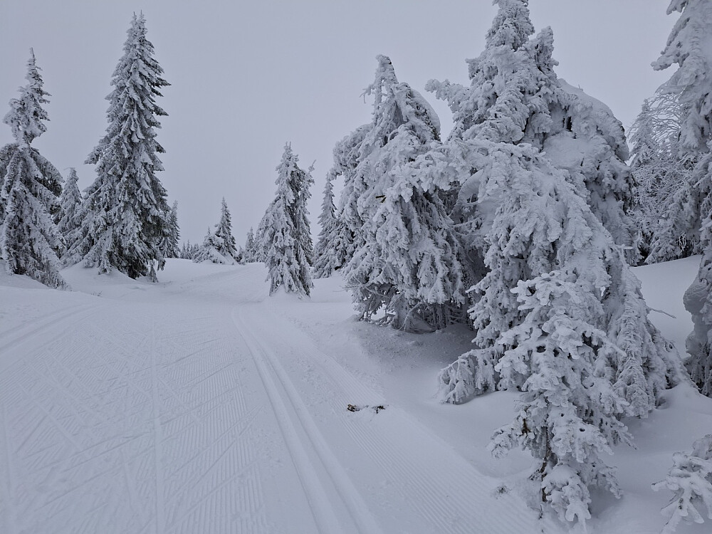 I løypa oppover mot Løvisåsen