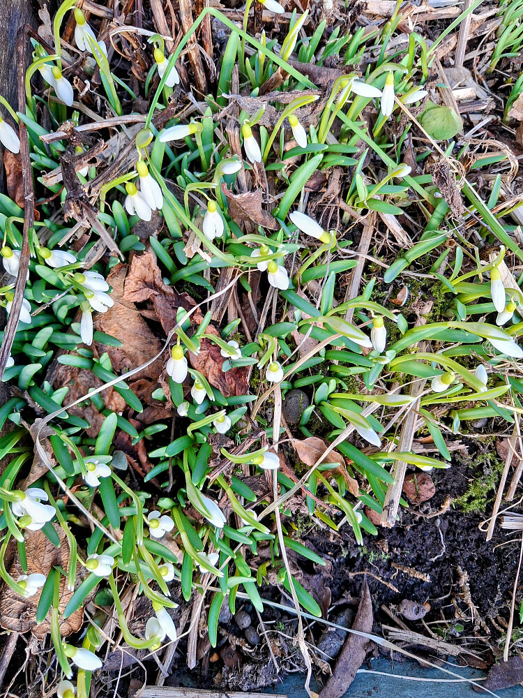 Snøklokkene har kommet fram hjemme