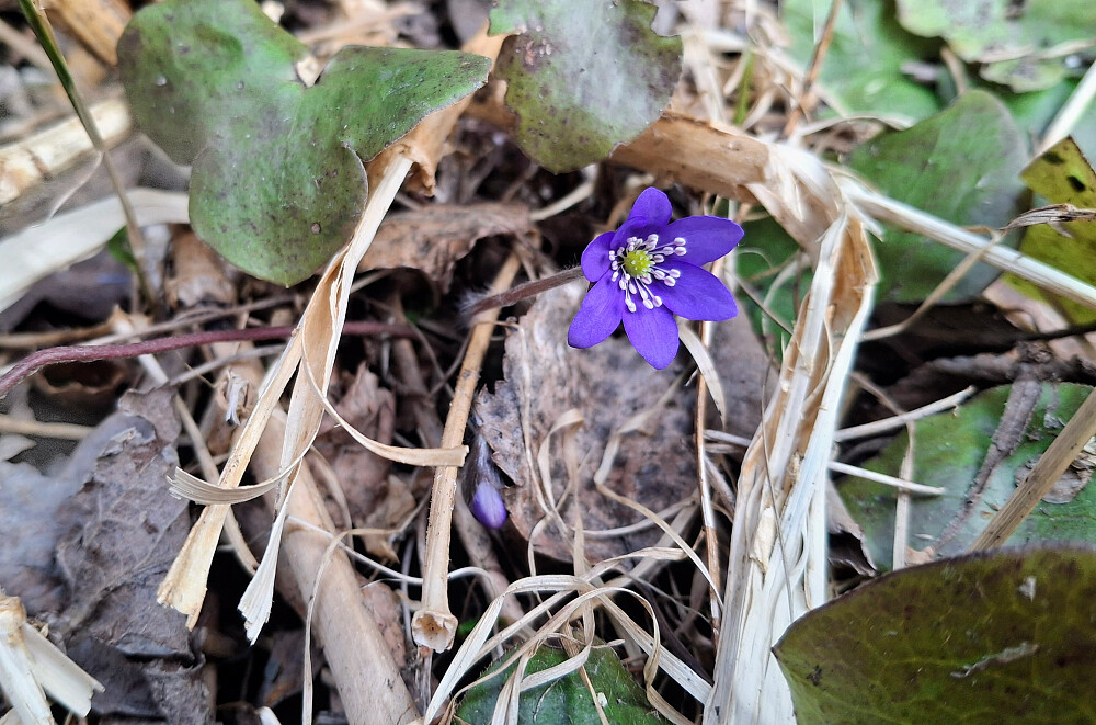 Kommet en blåveis og mange knopper i hagen