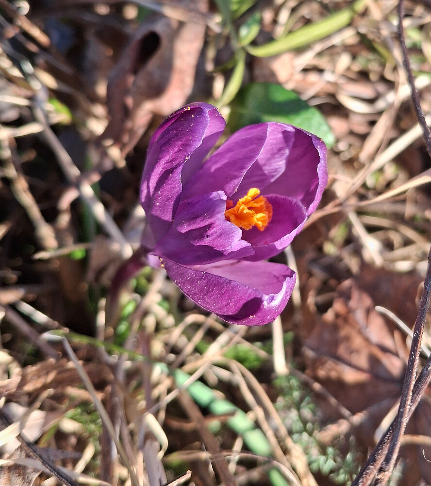 Krokus i hagen