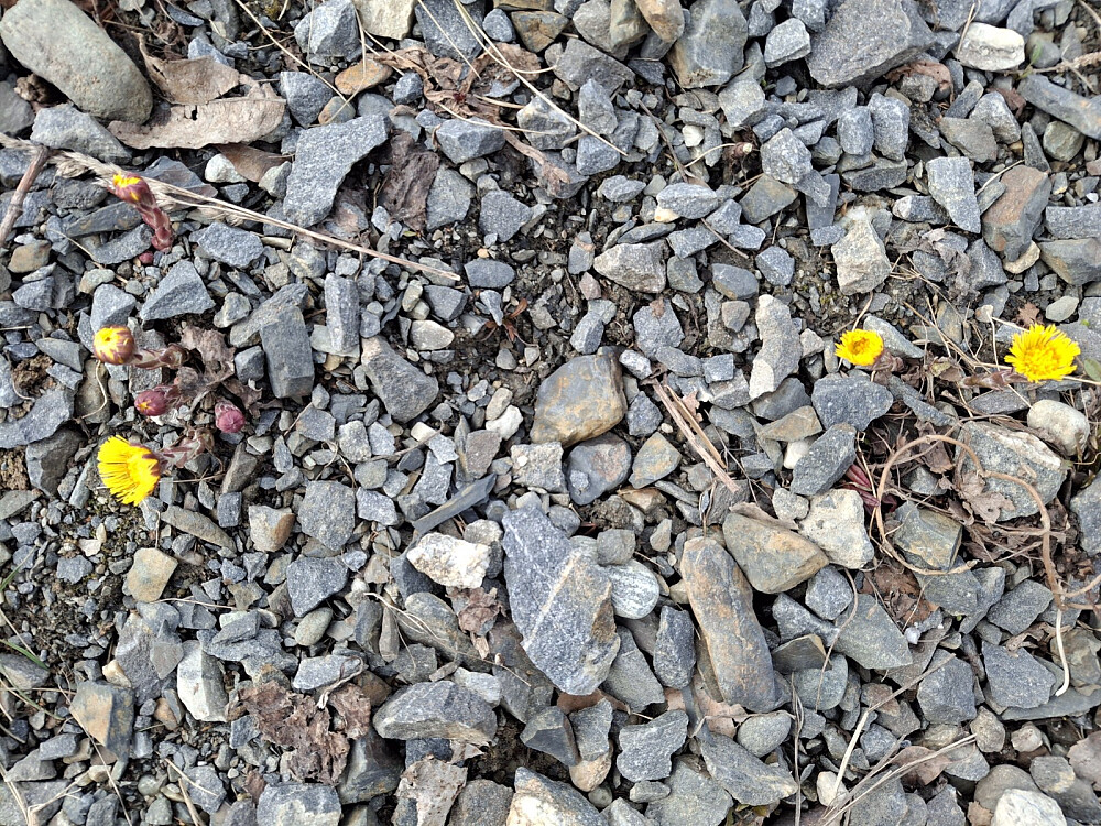 Purkeblommen trenger ikke gode forhold