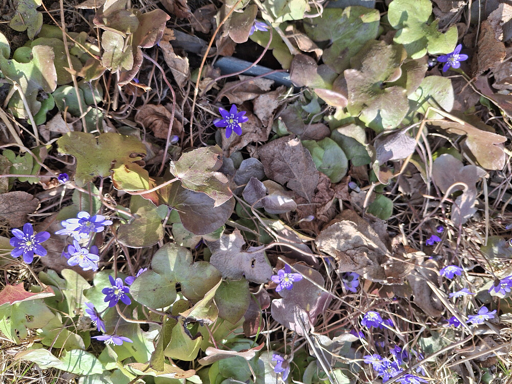 Blåveis langs råket