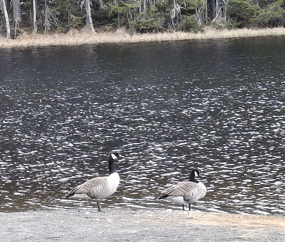 Kanada gjessene har kommet ved Kroken