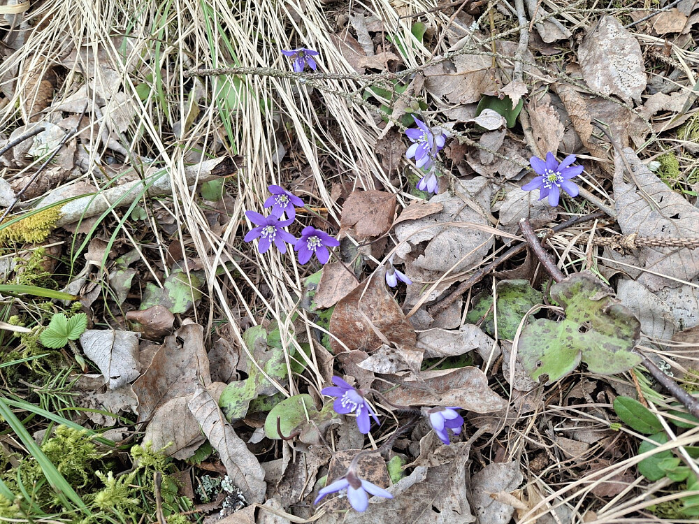 Blåveis langs råket fra Skårsetsaga til Lysgård