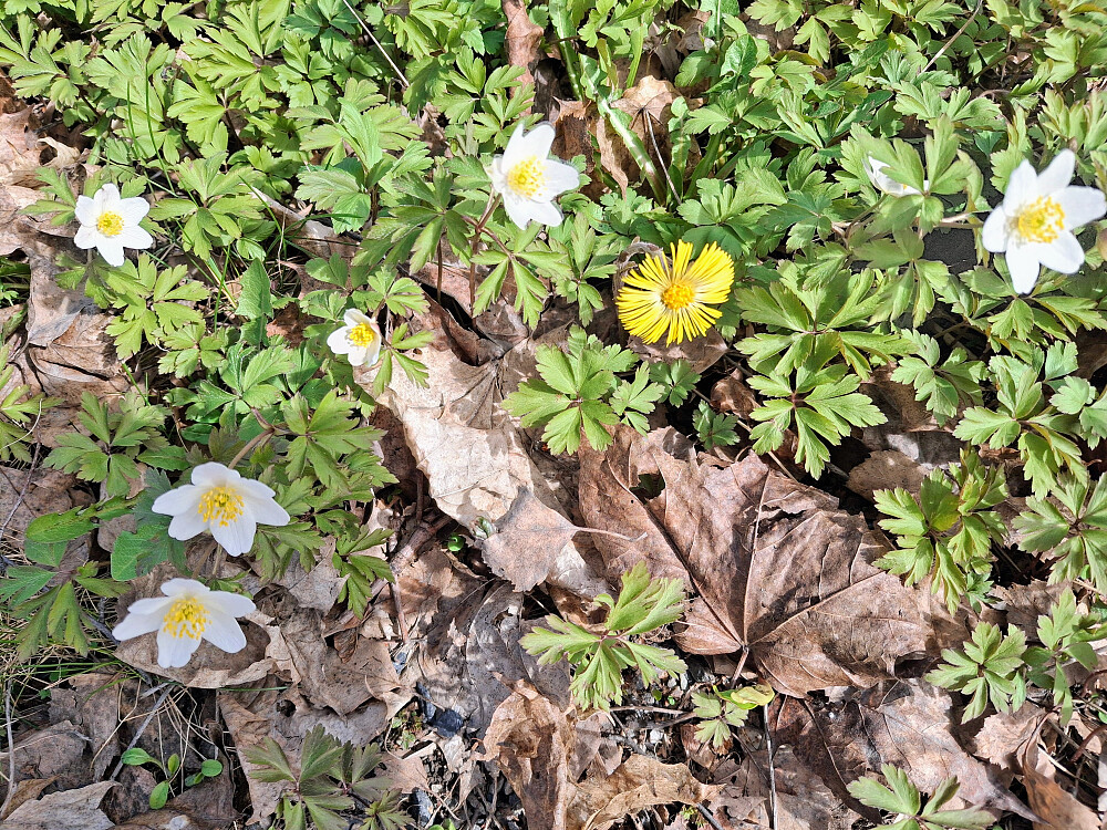 Kvitveis og purkeblomme (hestehov)