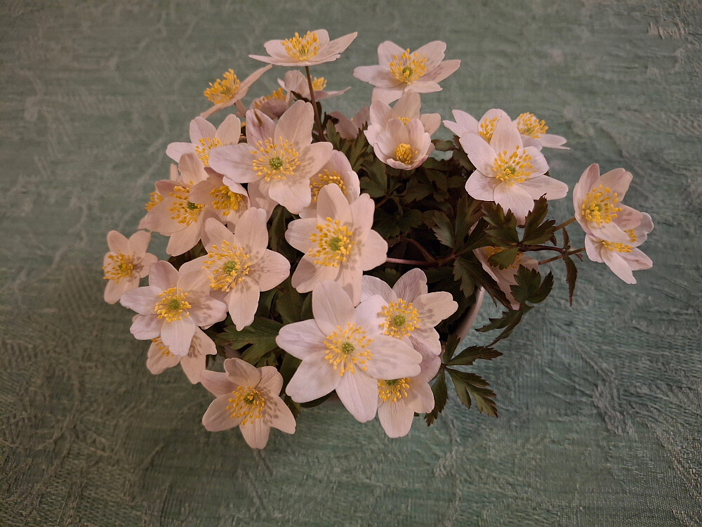 Plukket kvitveis i dag