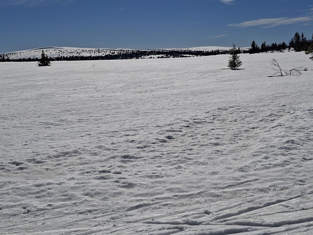Ved løypekrysset Kuåsen
