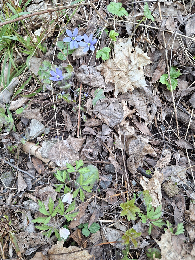 Blåveis og kvitveis