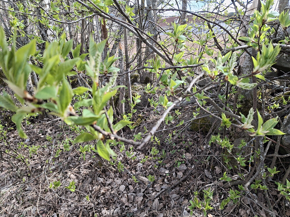 Snart blomstrer heggen