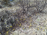 sinyg_20260508_69fdc235562a5.jpg